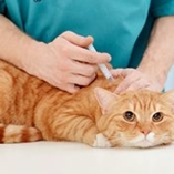 assurance vétérinaire pour chat